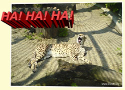 free funny ecard ha with cheetah