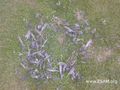 pigeon feathers in garden part 3