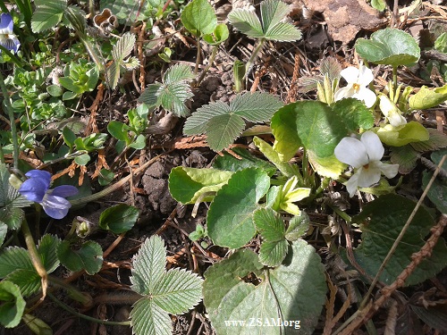 blue and white violets in garden