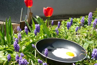 Frohe Ostern! Wo sind die Ostereier versteckt? In einer Blumenwiese liegt eine Pfanne mit einem Spiegelei.